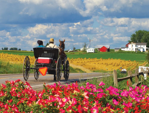 Amish couple riding in a horse drawn buggy